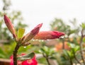 Beautiful Adenium Obesum flower. Desert rose of pink and red color petal.