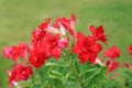 Beautiful Adenium Obesum flower. Red Desert rose in the garden Royalty Free Stock Photo
