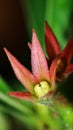 Beautiful Adenium Obesum flower sepal