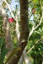 Beautiful adenium tree in the garden