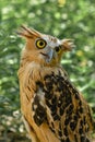 beautiful and Adolf owl Royalty Free Stock Photo