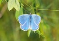 Adonis blue butterfly, Polyommatus bellargus Royalty Free Stock Photo