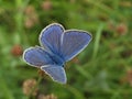 Beautiful Adonis butterfly in bright blue on green grass Royalty Free Stock Photo