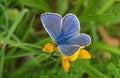 Beautiful Adonis butterfly in bright blue on green grass Royalty Free Stock Photo