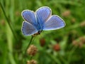 Beautiful Adonis butterfly in bright blue on green grass Royalty Free Stock Photo