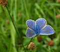 Beautiful Adonis butterfly in bright blue on green grass Royalty Free Stock Photo