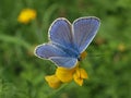 Beautiful Adonis butterfly in bright blue on green grass Royalty Free Stock Photo