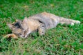 Beautiful adorable sleepyhead leopard color cat relaxing on the grass