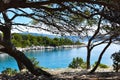 Beautiful Adriatic sea in Croatia Hvar nice calm bay through green pine.Blue transparent turquoise water  sunny weather Royalty Free Stock Photo