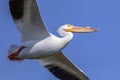 Soaring American White Pelican - Breeding Adult