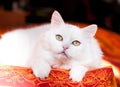 Beautiful adult Angora cat