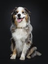 Handsome Australian Shepherd dog, Isolated on black background. Royalty Free Stock Photo