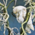 Beautiful adult barn owl in old petrified tree