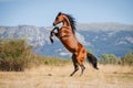 Beautiful bay arabian stallion doing levade in freedom Royalty Free Stock Photo