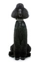 Beautiful black poodle dog isolated on white Royalty Free Stock Photo