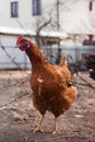 A beautiful adult brown hen with a red comb stands sideways on the ground and looks into the camera. Poultry, agriculture Royalty Free Stock Photo