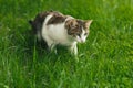 Beautiful adult cat hunter preys on mouse in green grass