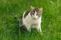 Beautiful adult cat hunter preys on mouse in green grass