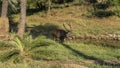 A beautiful adult deer with long horns - the Indian sambar rusa unicolor