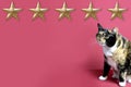 Beautiful adult domestic cat proudly sitting on red background, looks, five gold foil star, concept of evaluating the result, Royalty Free Stock Photo