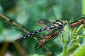 A beautiful adult dragonfly from the Aeshnidae family. Royalty Free Stock Photo