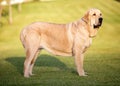 Beautiful Adult female of Spanish Mastiff Breed on the grass