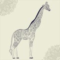 Beautiful adult Giraffe. Hand drawn Illustration