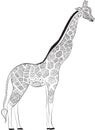 Beautiful adult Giraffe. Hand drawn Illustration of ornamental giraffe. isolated giraffe on white background. The head of an orna