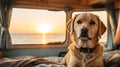 A beautiful adult golden retriever sits in a campervan with sunset and the sea on the background, a happy dog travels in