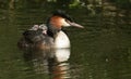 A beautiful adult Great Crested Grebe Podiceps cristatus with its babies on its back, two of which are fighting and one fast asl Royalty Free Stock Photo