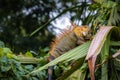 Beautiful adult Green Iguana (Iguana Iguana) in a tree in Tortuguero National Park (Costa Rica)