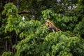 Beautiful adult Green Iguana (Iguana Iguana) in a tree in Tortuguero National Park (Costa Rica)