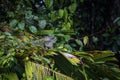 Beautiful adult Green Iguana (Iguana Iguana) in a tree in Tortuguero National Park (Costa Rica)