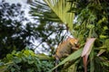 Beautiful adult Green Iguana (Iguana Iguana) in a tree in Tortuguero National Park (Costa Rica)