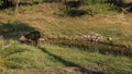 A beautiful adult Indian deer sambar Rusa unicolor grazes quietly in the jungle