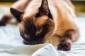 Beautiful adult intelligent Siamese cat sniffing diaper Royalty Free Stock Photo