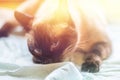 Beautiful adult intelligent Siamese cat sniffing diaper Royalty Free Stock Photo