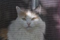 Beautiful adult long hair black white and red cat with big yellow eyes is behind a mesh on the window in sunny summer Royalty Free Stock Photo