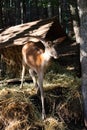 Beautiful adult male deer in the Natural Reserve