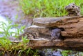 Beautiful adult Mink sticking her head out of a log.