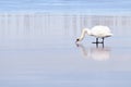 Beautiful adult mute swan reflected into the frozen lake. Cygnus olor Royalty Free Stock Photo