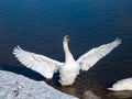 A beautiful mute swan streaching out its wings with dark blue winter lake background on a sunny day Royalty Free Stock Photo