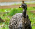 Beautiful adult ostrich, photos taken from very close Royalty Free Stock Photo