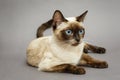 Beautiful adult Siamese cat Royalty Free Stock Photo