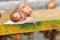 Beautiful adult snail farm on a wooden structure