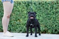 Beautiful adult Staffordshire bullterrier of tiger black color, standing in show stacking and looking right to the camera smiling.