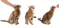 Beautiful adult striped tabby domestic cat in different poses -