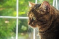 Beautiful adult striped tabby domestic cat sit by the window wit