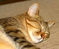 Beautiful adult tabby cat yawning lazy