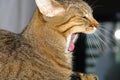 Beautiful adult tabby cat yawning lazy